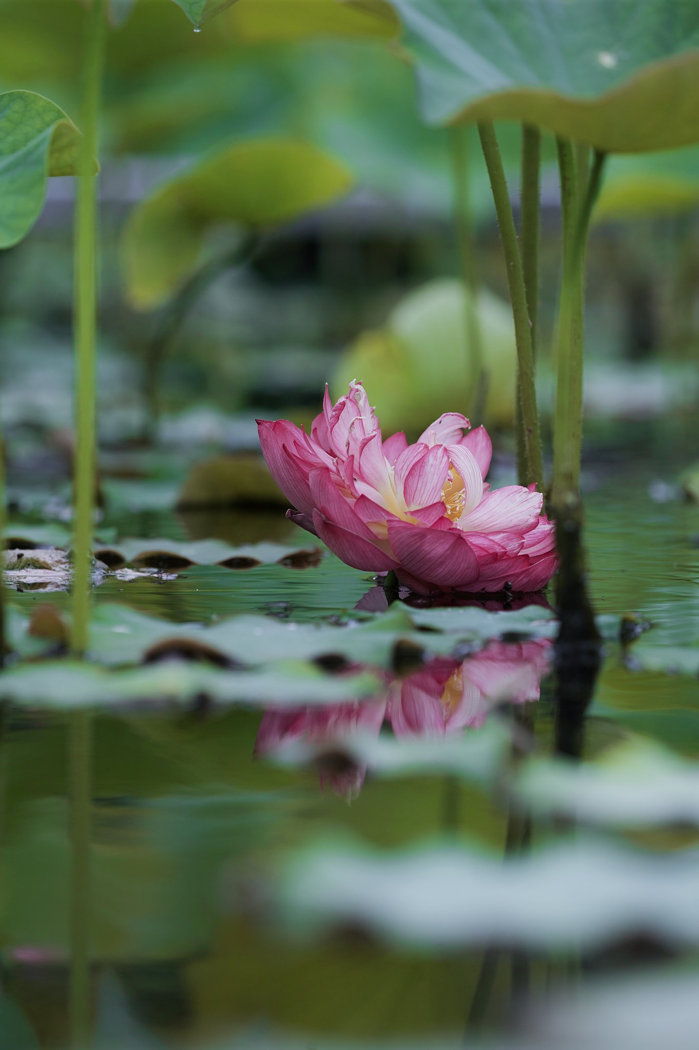 SIGMA  150mmF2.8  APO MACRO DG
