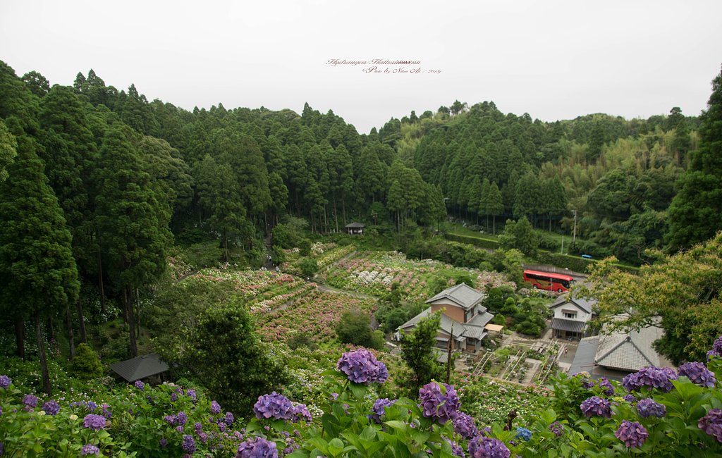 服部農園　紫陽花屋敷