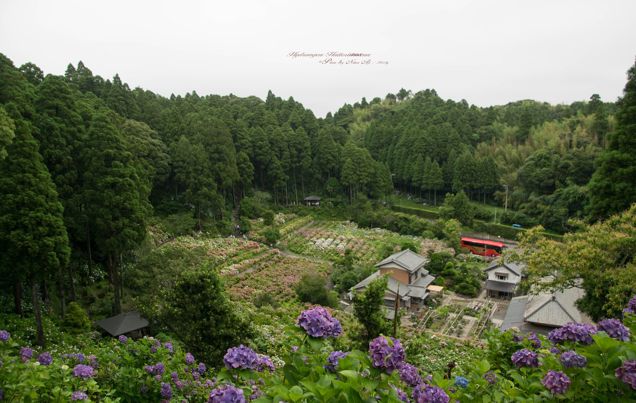服部農園　紫陽花屋敷