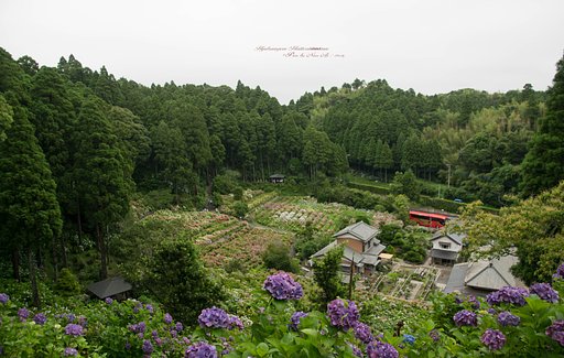 服部農園　紫陽花屋敷