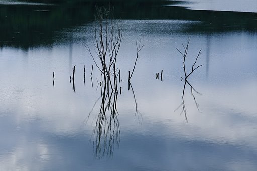 枯れて立つ