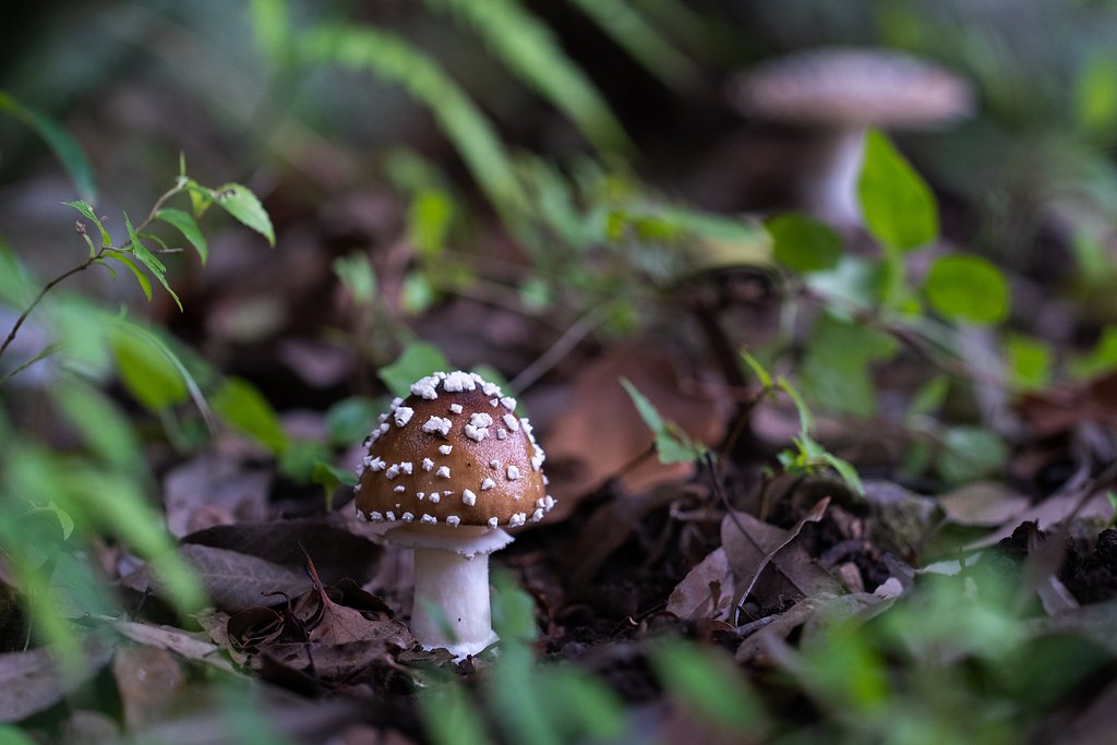 EF100mm F2.8 L IS MACRO