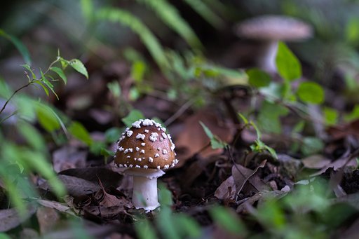 EF100mm F2.8 L IS MACRO