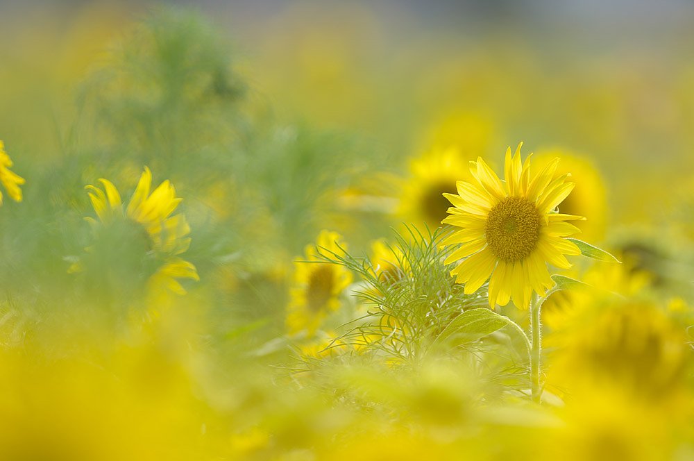 『淡い』ヒマワリの世界