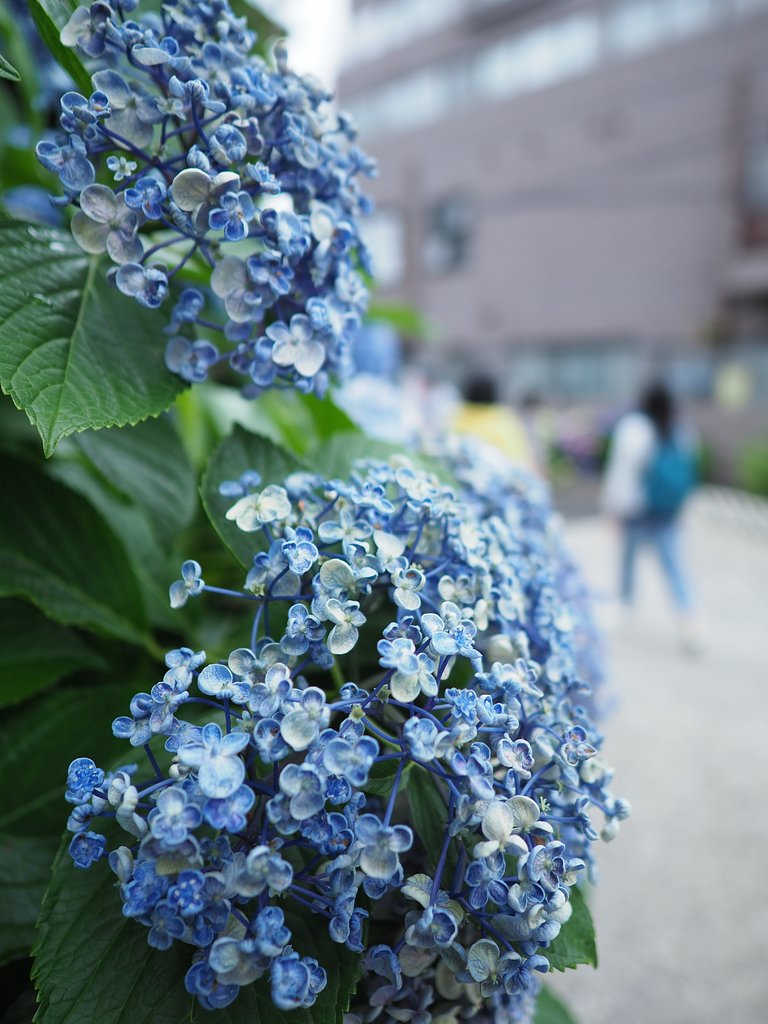 ◎Pana-LEICA DG SUMMILUX 12mm/F1.4 ASPH. 