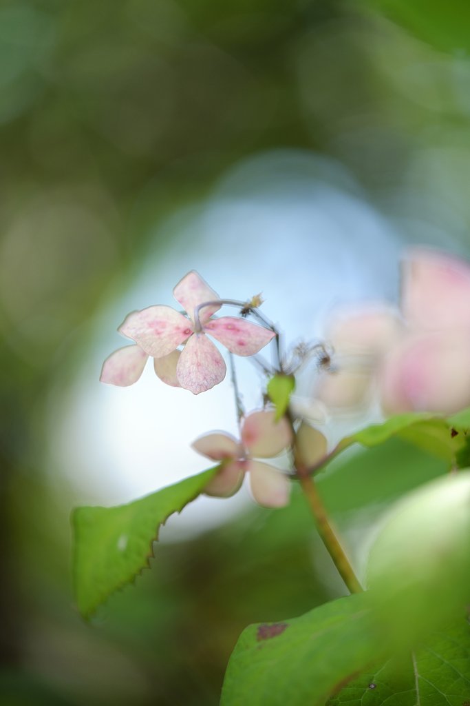 紫陽花