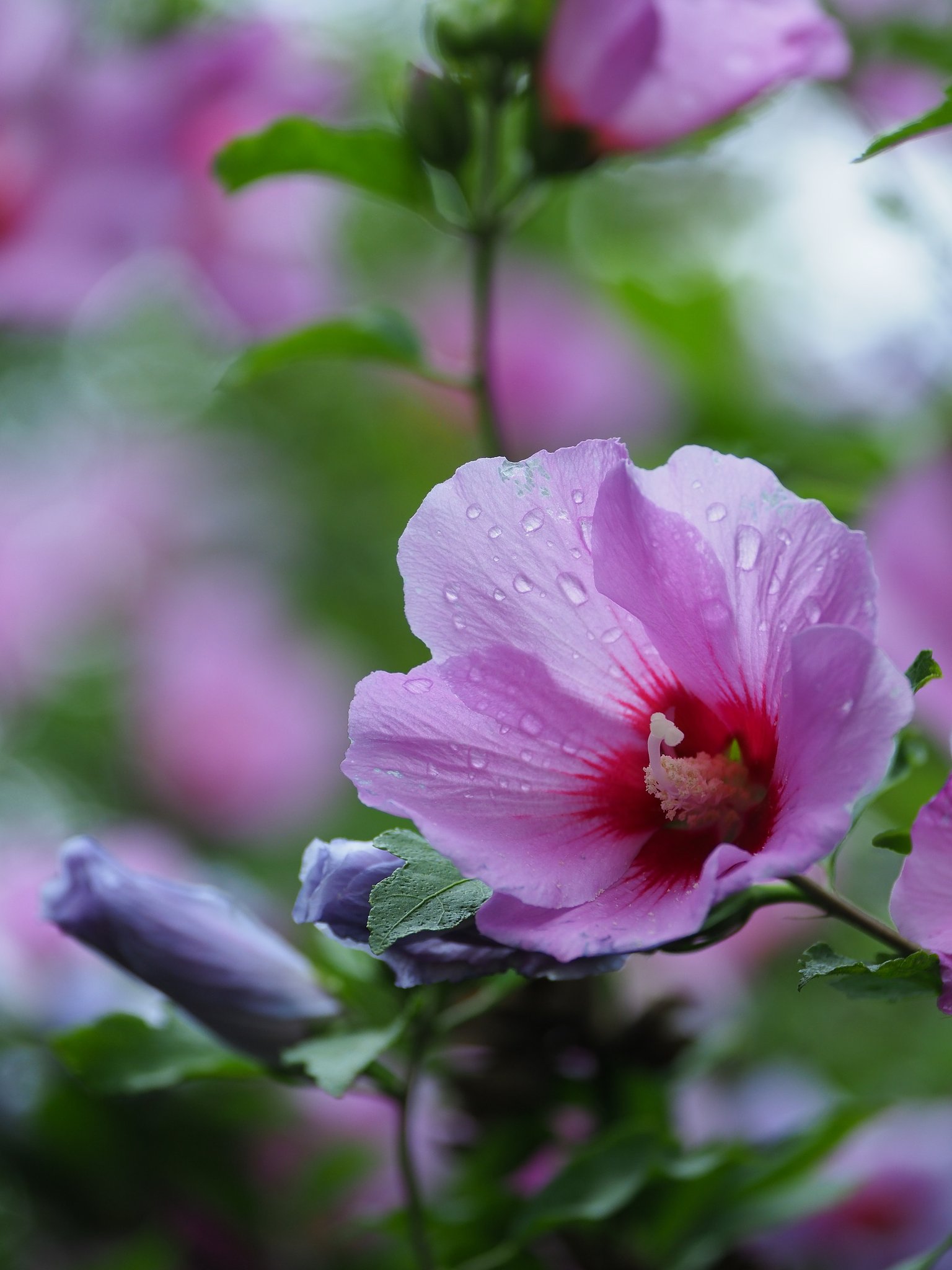 ◎Pana-LEICA DG VALIO ELMARIT 50-200mmF2.8-4 ASPH.