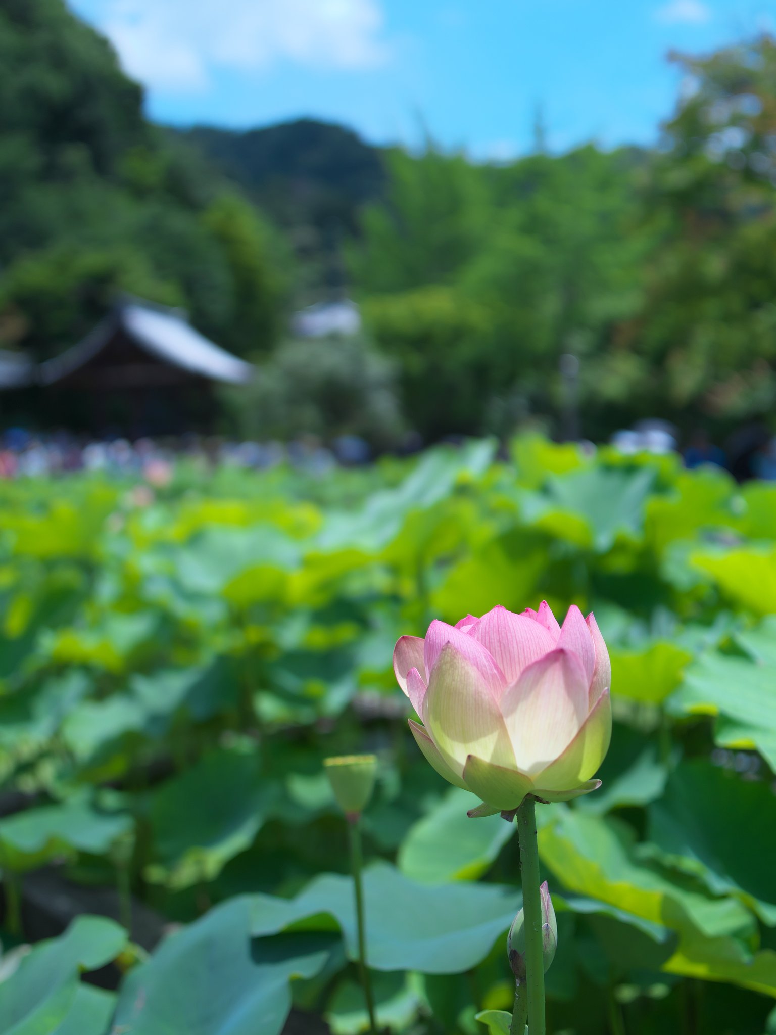 ED17mm F1.2 Pro