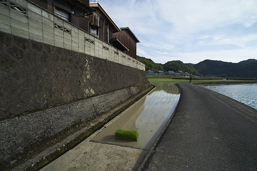 散歩撮影