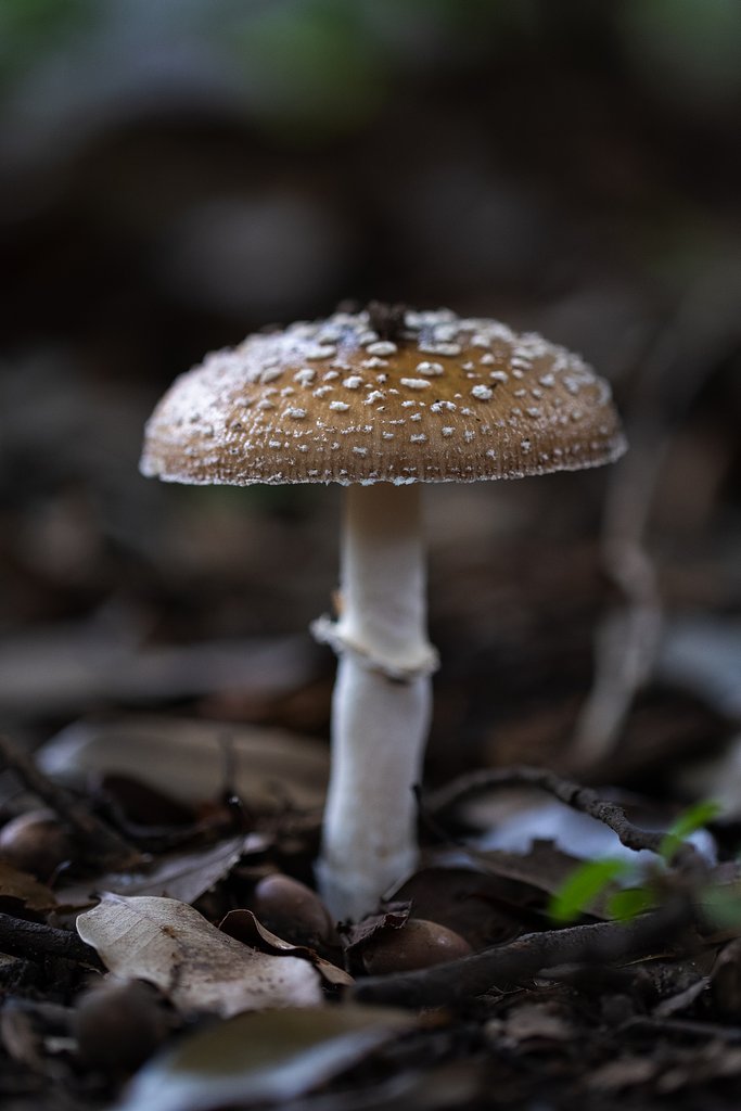 EF100mm F2.8 L IS MACRO