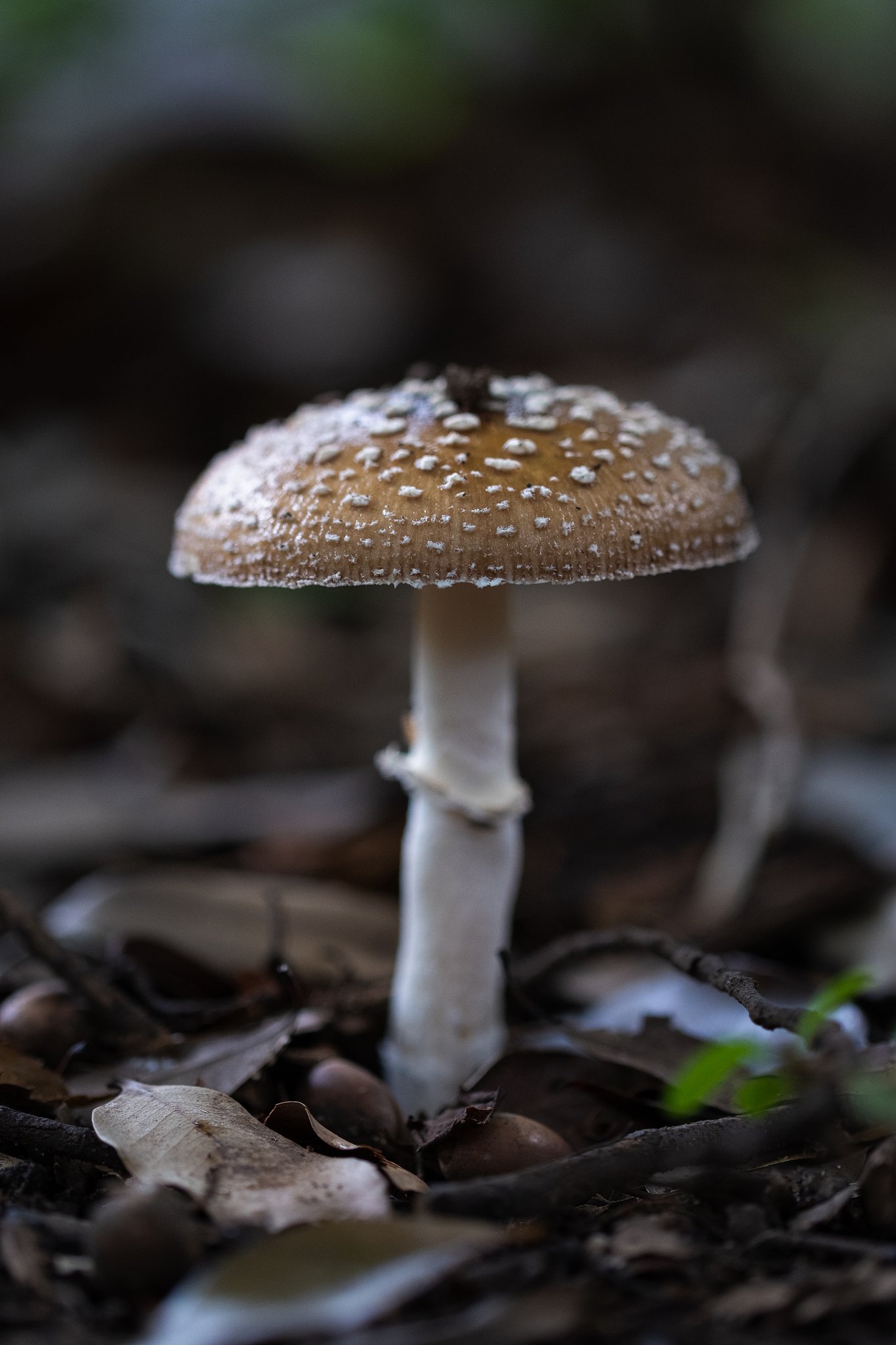 EF100mm F2.8 L IS MACRO