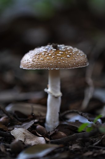 EF100mm F2.8 L IS MACRO