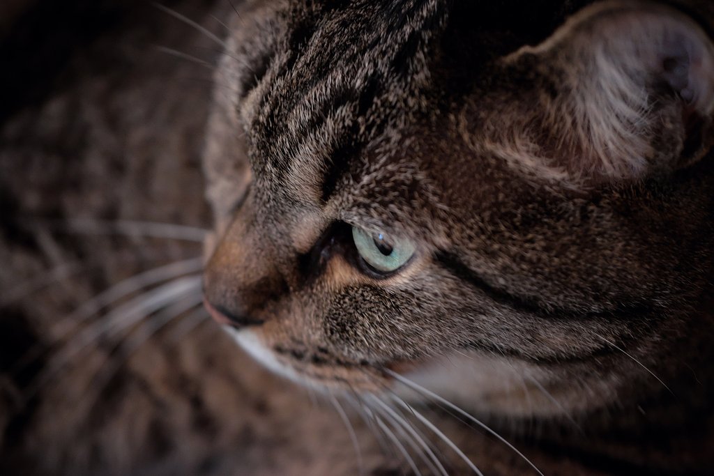 ねこ