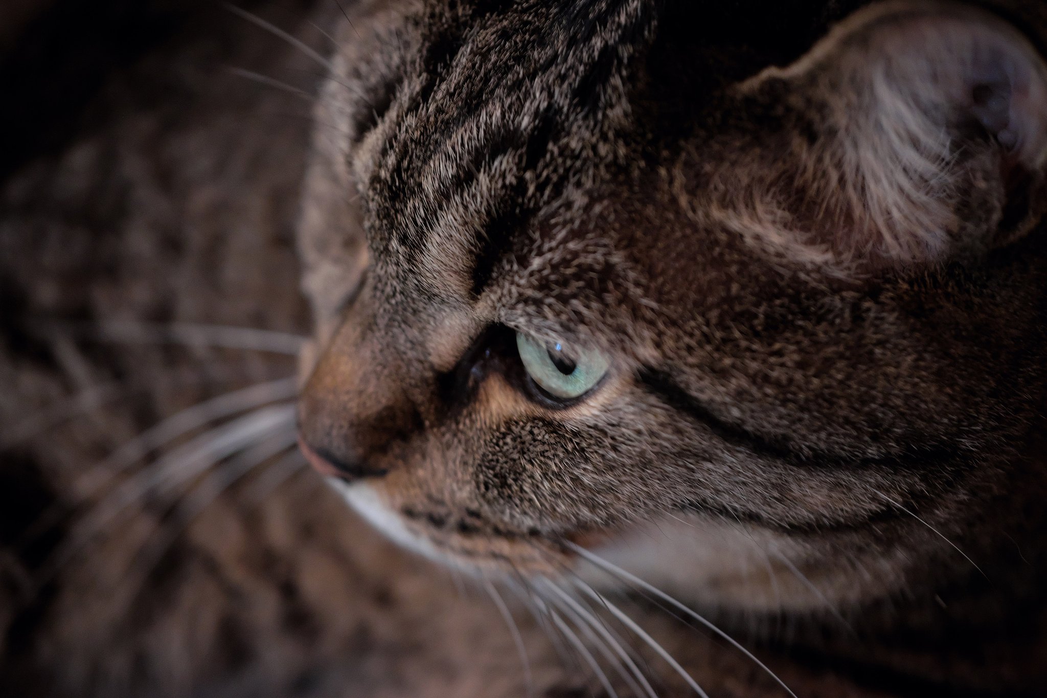 ねこ