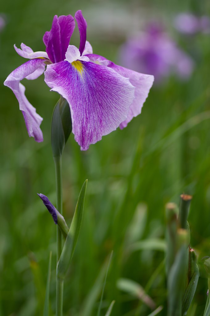 PENTAX-D FA MACRO 100mm F2.8