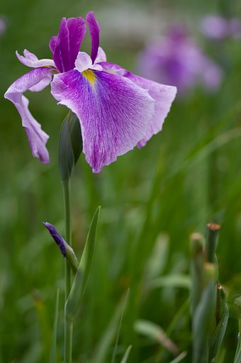 PENTAX-D FA MACRO 100mm F2.8