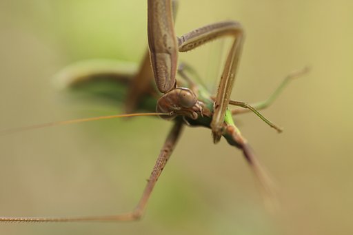 Tamron 90mm f2.8 macro 172E