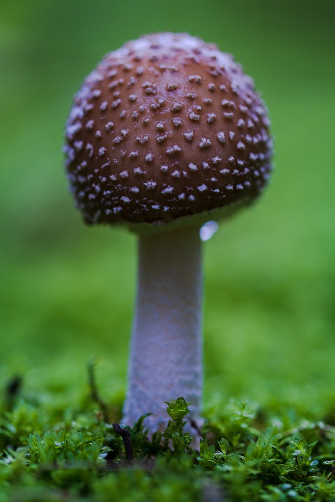 EF100mm F2.8 L IS MACRO