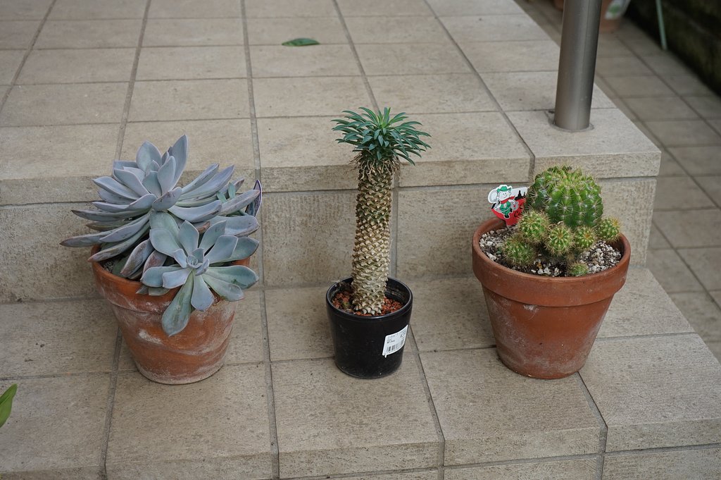 多肉植物径とサボテン