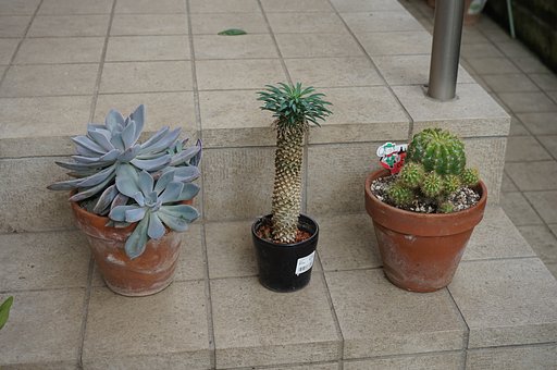 多肉植物径とサボテン