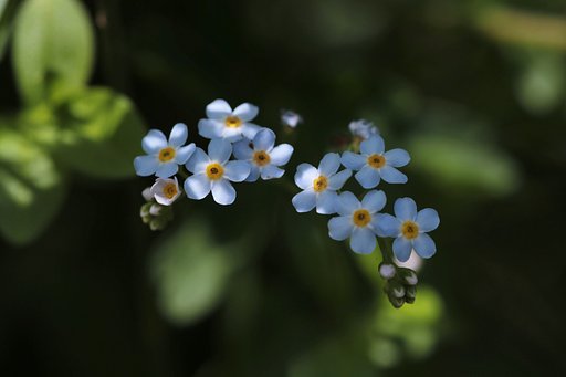岩手にて：Forget me not