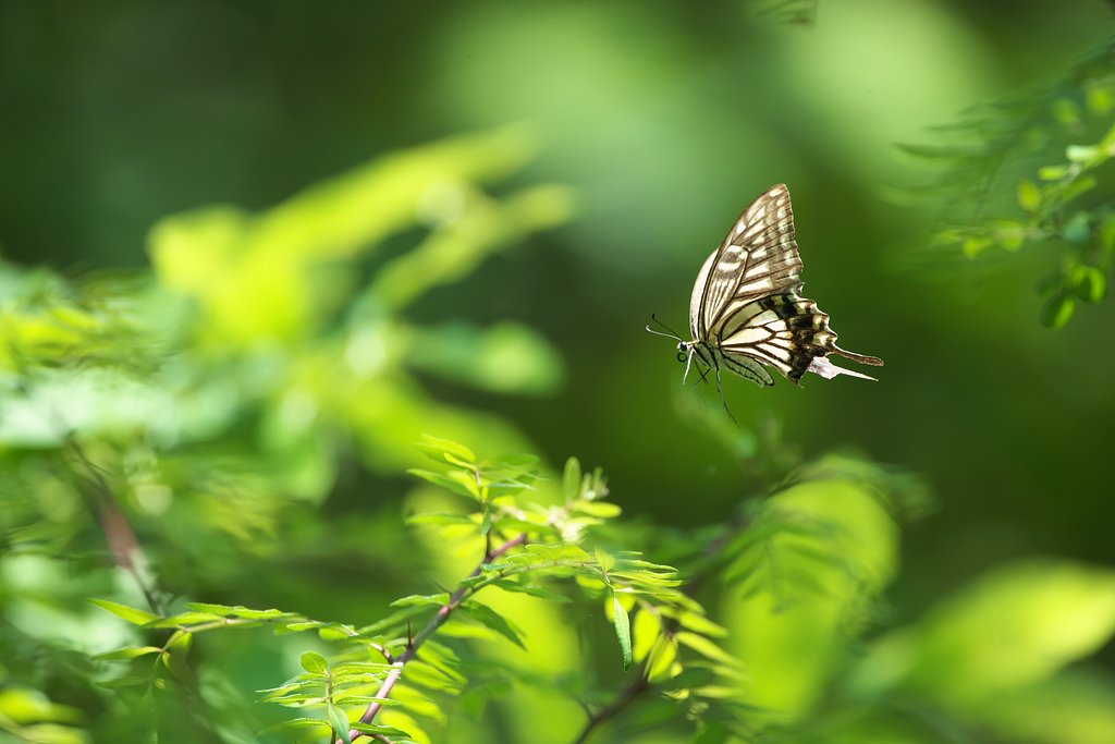 EF500mm F4L IS＋EF1.4Ⅲ