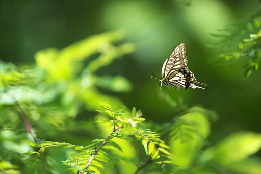 EF500mm F4L IS＋EF1.4Ⅲ