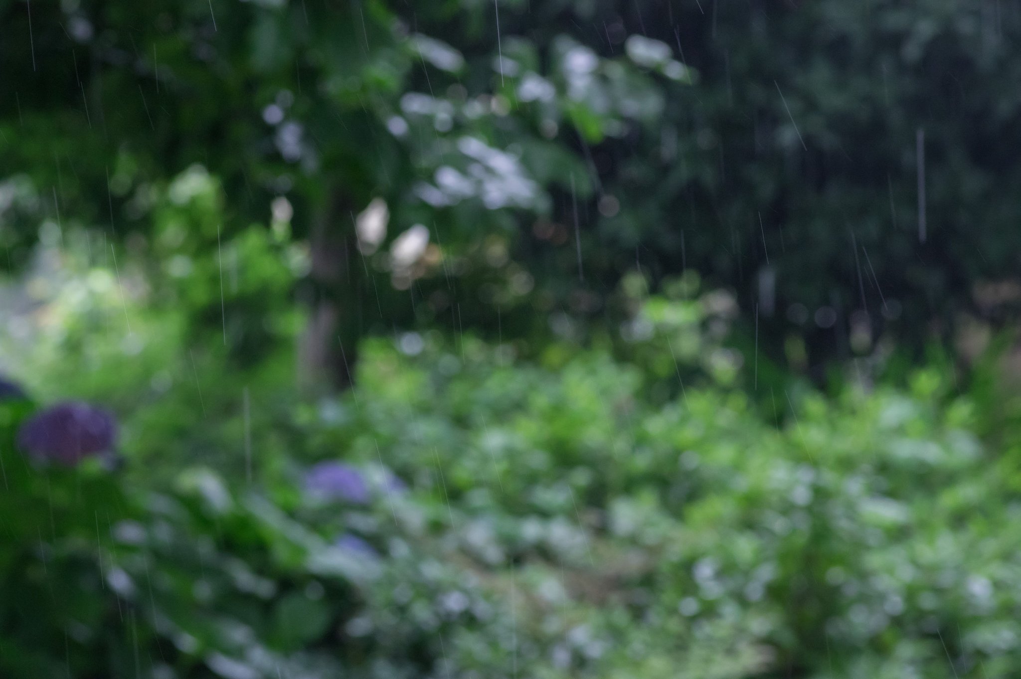 雨の土曜日