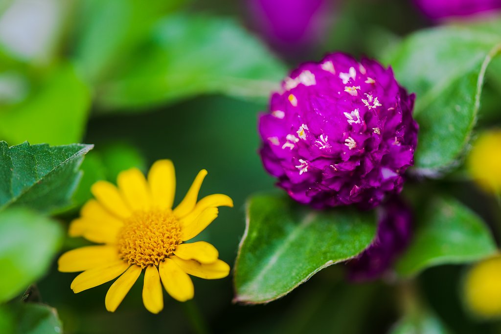 EF180mm F3.5 L MACRO