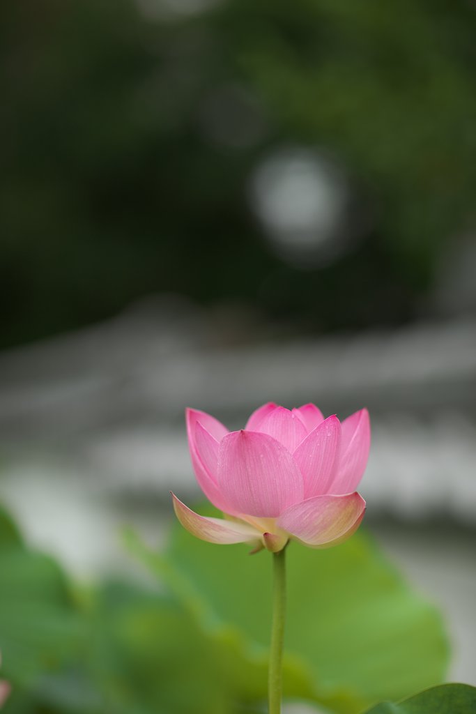 EF85mm F1.2LⅡ