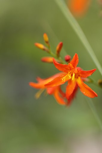 Tamron 90㎜ f2.8  macro172E