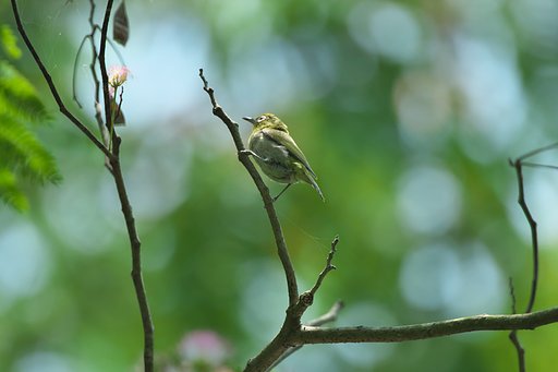 6月25日の写真