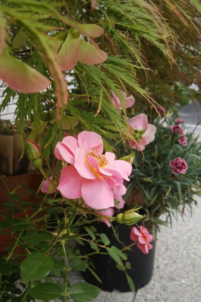 flower スナップ