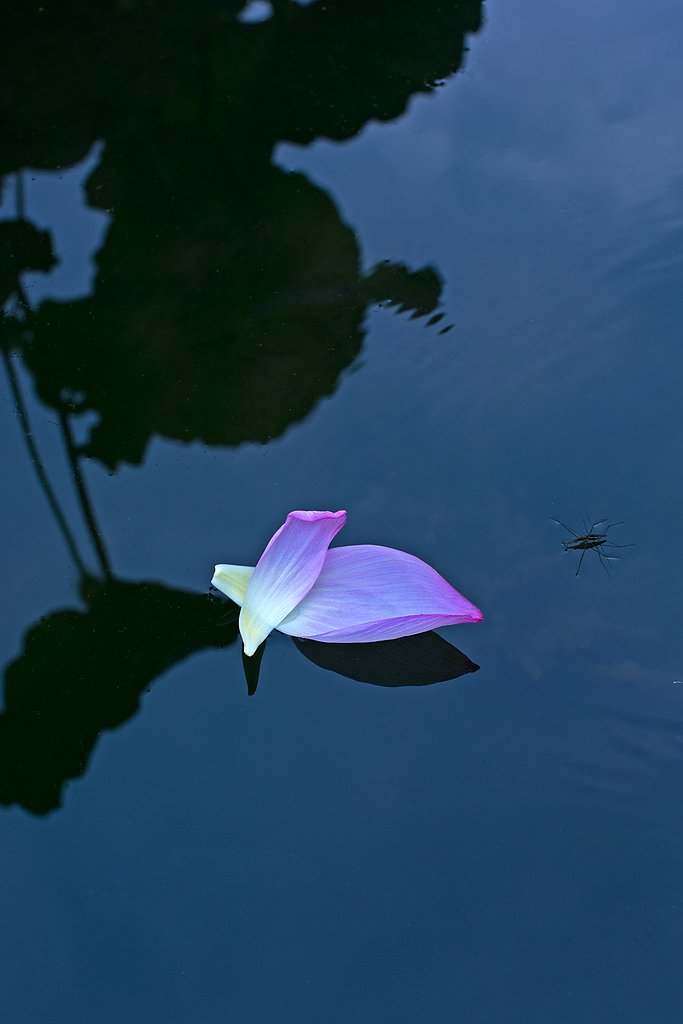 EF50mm F1.2 L