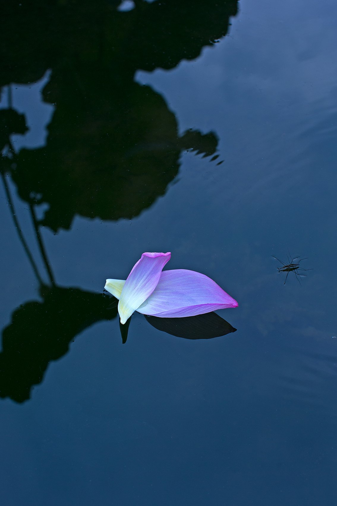 EF50mm F1.2 L