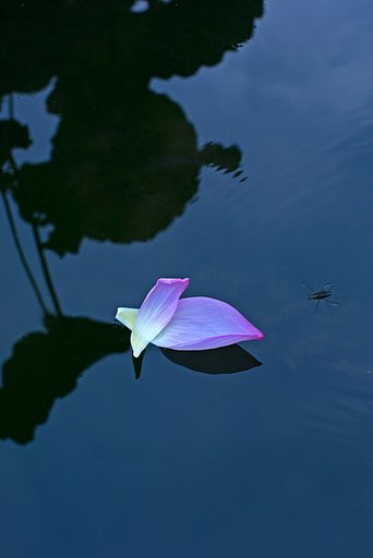 EF50mm F1.2 L