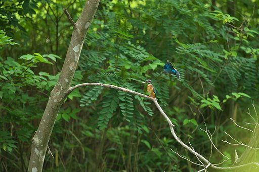 EF500mm F4L IS＋EF1.4Ⅲ