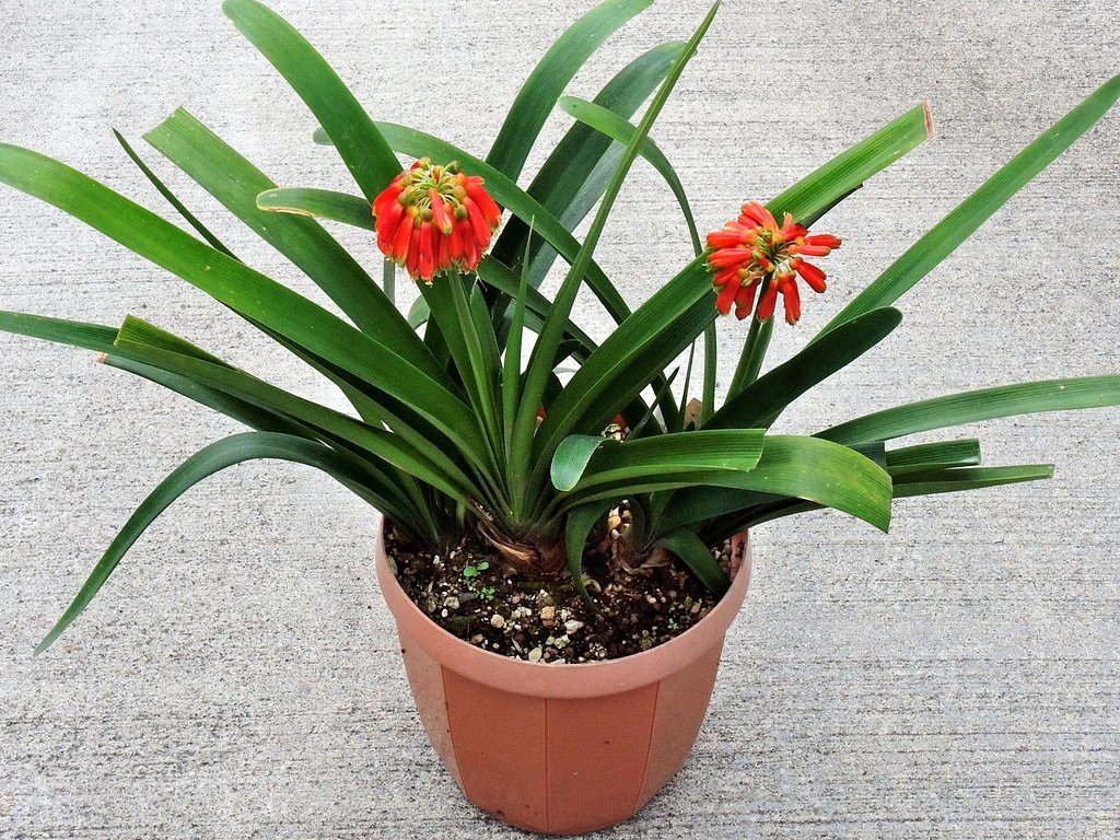 Clivia nobilis
