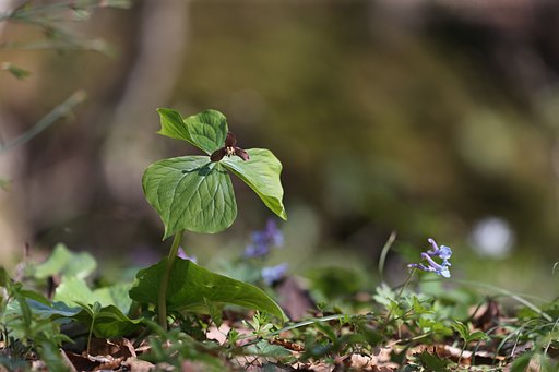 岩手の山にて（その４）エンレイソウ
