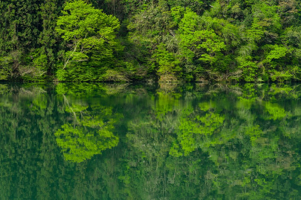 若葉の頃