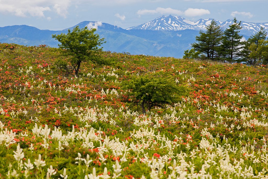 天空の花園
