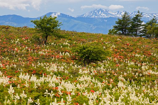 天空の花園