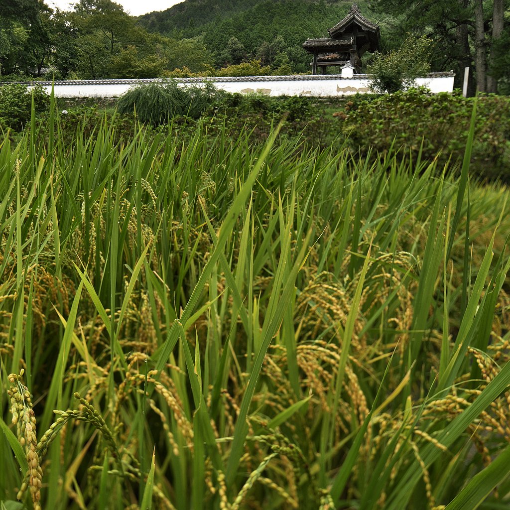 山里
