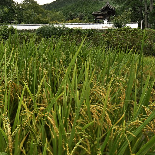 山里