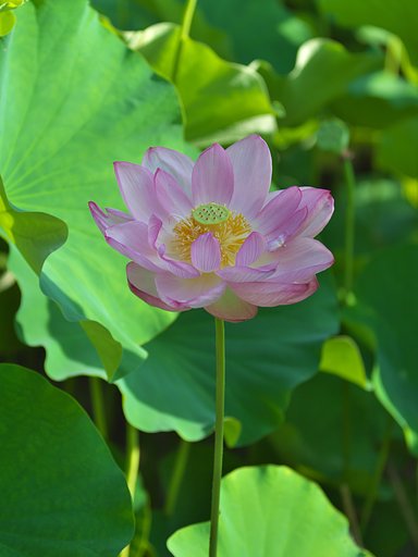 蓮花3