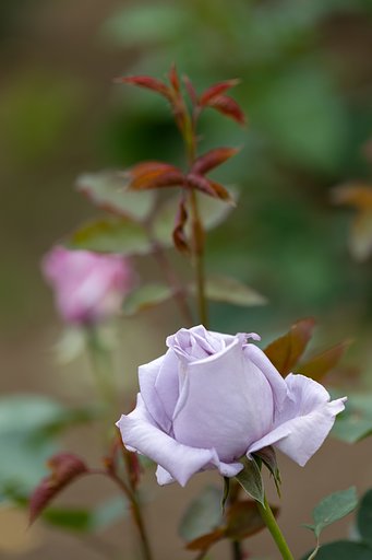 EF180mm f/3.5L Macro USM