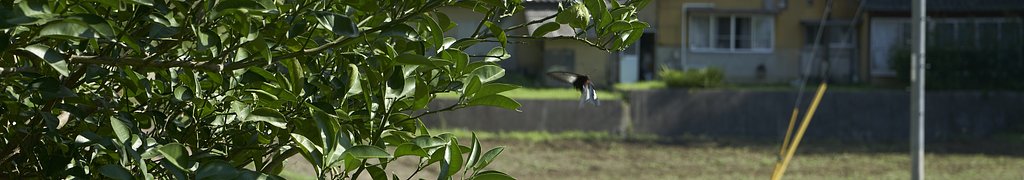 里山ぶらり