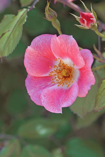 蔓薔薇