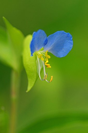 露草