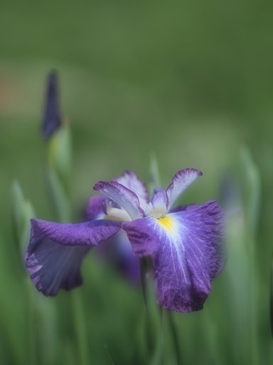 花菖蒲